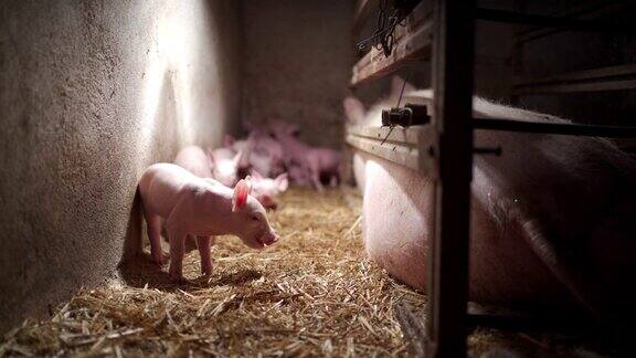 疲惫的母猪躺在地上而她的新生小猪探索谷仓