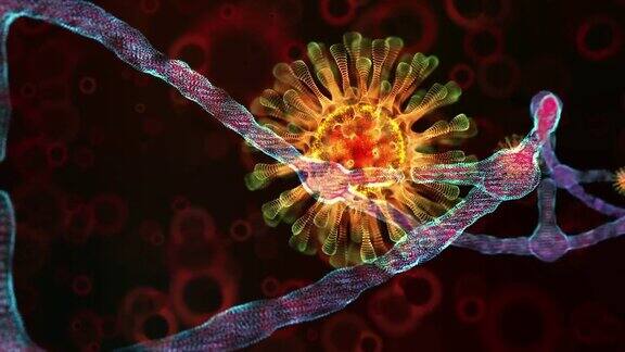冠状病毒DNA循环