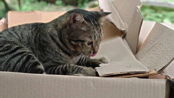 灰虎斑猫在拆纸箱时被抓