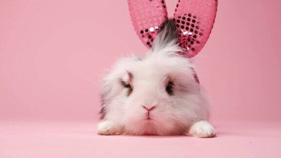 一个白色兔子的特写与粉色复活节耳朵在粉红色的背景