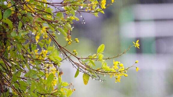 4K:雨季的雨落在黄花上