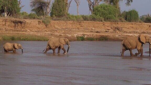 非洲象loxodontaafricana渡河组肯尼亚桑布鲁公园实时4K