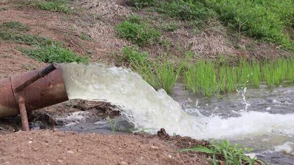 水从管道猛烈地冲进绿色的稻田的特写镜头
