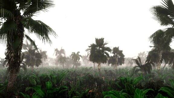 热带降雨期间的绿色丛林全景绿色的丛林树和棕榈树雾和热带雨旅行美丽的循环3D动画