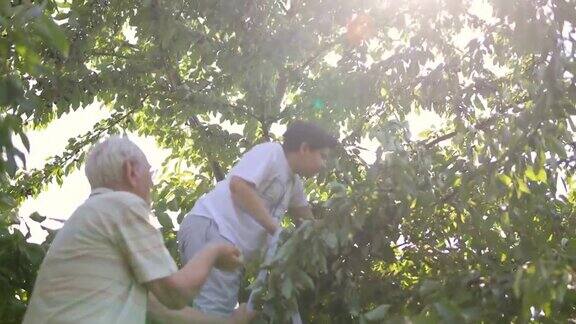爷爷和孙子在果园里