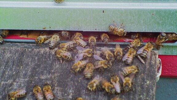 许多蜜蜂在一个古老的木制蜂箱的入口特写