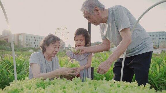 亚洲农民爷爷和奶奶和可爱的女孩坐在一起收割在农田里挑选农产品