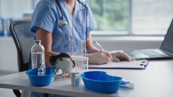 实验室里可爱的老鼠在试剂和试管旁边的桌子上跑来跑去背景是医务室里的女医生特写