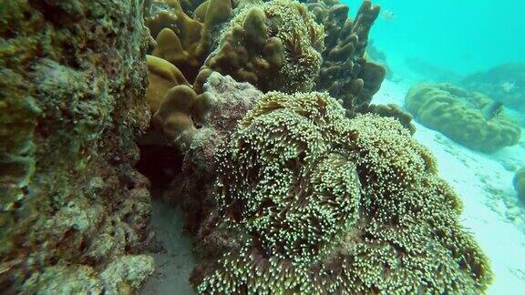 海底珊瑚上的海葵植物4k