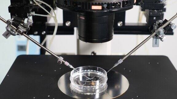 医学实验室的生殖医学设备icsi体外受精过程的显微操作针的特写显微镜下的人工授精4k的视频