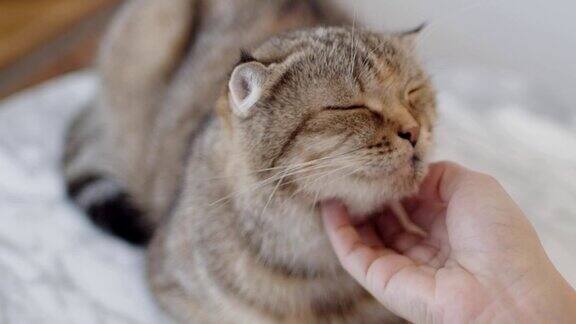 人类的手抚摸着一只苏格兰折耳猫一只虎斑猫喜欢被主人宠爱