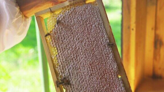 养蜂人手里拿着一个装满蜂蜜和蜜蜂的巢架