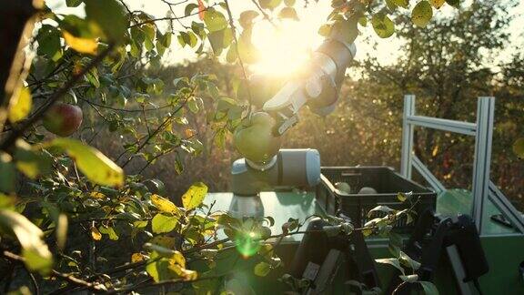 农业机器人用机械臂在果园里收割青苹果