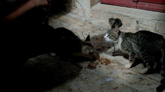 两只野猫在房子附近的石头人行道上吃东西