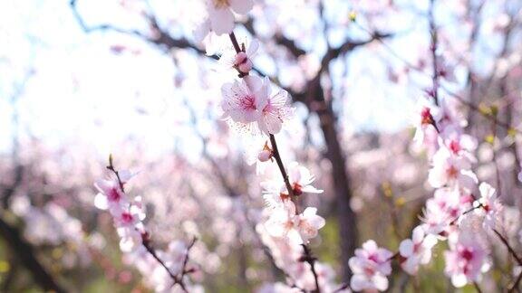 早春第一批树木开花城市公园里的樱花树盛开