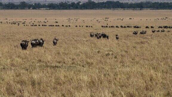 肯尼亚马赛马拉一年一度迁徙的角马
