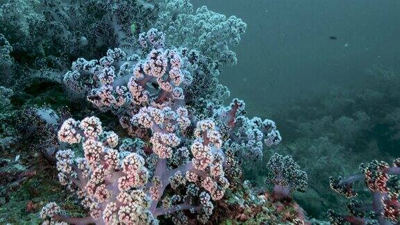 泰国海底的软珊瑚奇观