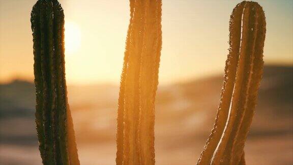 亚利桑那州索诺兰沙漠上的仙人掌