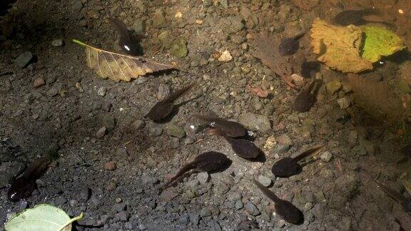 蝌蚪们在奥林匹克国家公园的角阿谀池塘里