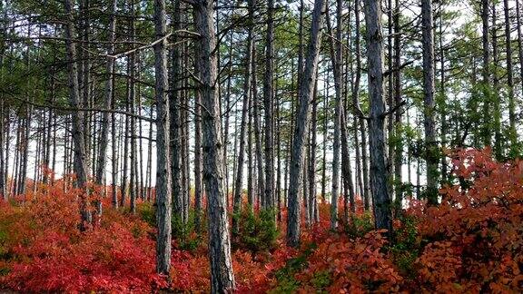 绿色的松树和红色的落叶灌木