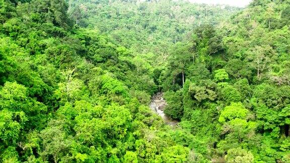 鸟瞰图密集的热带雨林在苏梅岛泰国