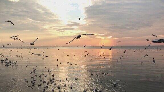 鸟儿在美丽的日落背景上