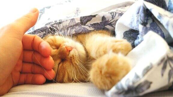 可爱的姜黄色的猫躺在床上的毯子下面毛茸茸的宠物舒舒服服地躺下睡觉男人抚摸着一只猫舒适的家庭背景与有趣的宠物