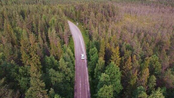 空中:汽车在松树林中的砾石路上行驶