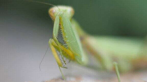 绿色的螳螂特写昆虫用爪子擦了擦胡子