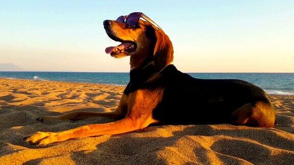 有趣的快乐的肖像狗在海滩上戴着太阳镜