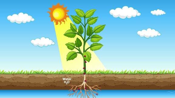 光合作用:植物通过阳光产生水分