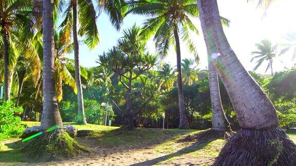 清晨的格兰德·安斯棕榈树-留尼汪岛