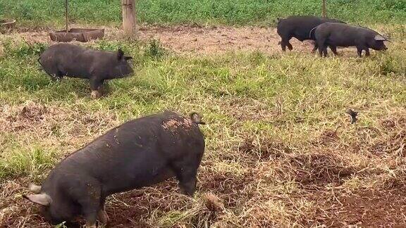 快乐的猪在猪圈里玩