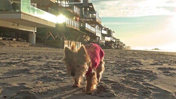 日落时分老狗在海滩上散步