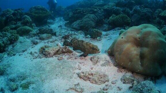 石斑鱼在海底聚集在一起