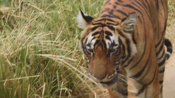 在印度拉贾斯坦邦的ranthambore国家公园或老虎保护区野生皇家孟加拉虎怒容迎面走来的特写镜头