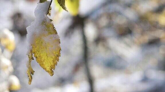 树叶和树枝被雪覆盖