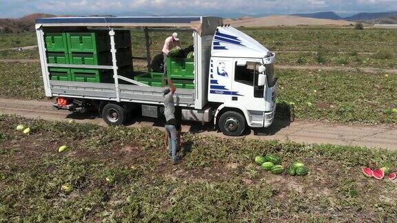 夏天在意大利南部收获西瓜水果农业收成