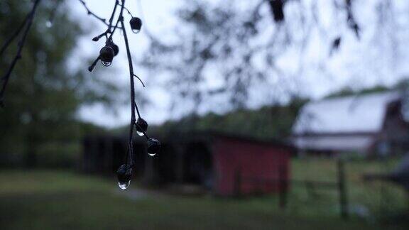 黑色的干果和雨水落在树上