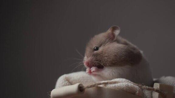 一只小叙利亚仓鼠躺在一个舒适的篮子里举起双手清洁鼻子和手在一个向后看的位置移动然后走开