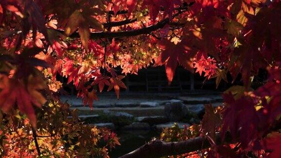 水面反射的光照亮了秋天的树叶