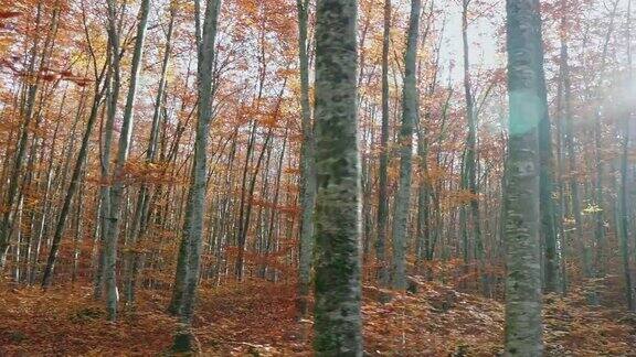 秋天山毛榉树的移动视频