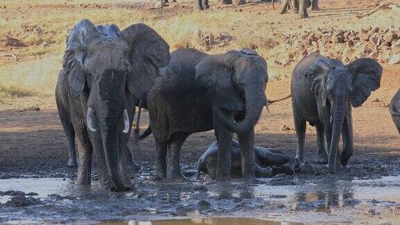 非洲象在泥泞的水坑里克鲁格国家公园南非