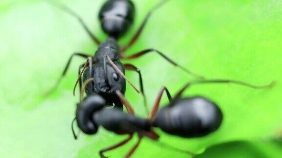 黑色花园蚂蚁