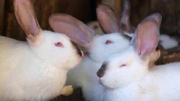 农场里的白兔一家兔妈妈和成年兔子养兔子