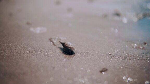 一只蜗牛沿着河岸爬行浪涛岸边的蜗牛…