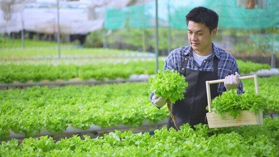 亚洲男性农民检查和收集在一个水培农场的沙拉蔬菜在温室中生长的质量控制在我们的小型农业农场和水果产品
