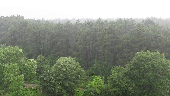 森林大雨