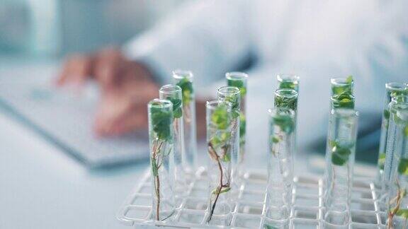 试管、生态与树叶、实验室的科学与创新、医学研究和科学家在键盘上打字生物技术环境研究和实验人和植物样品测试