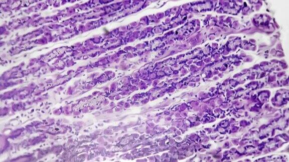 实验室在明亮视野下400倍显微镜下观察人体胃切片的微距镜头